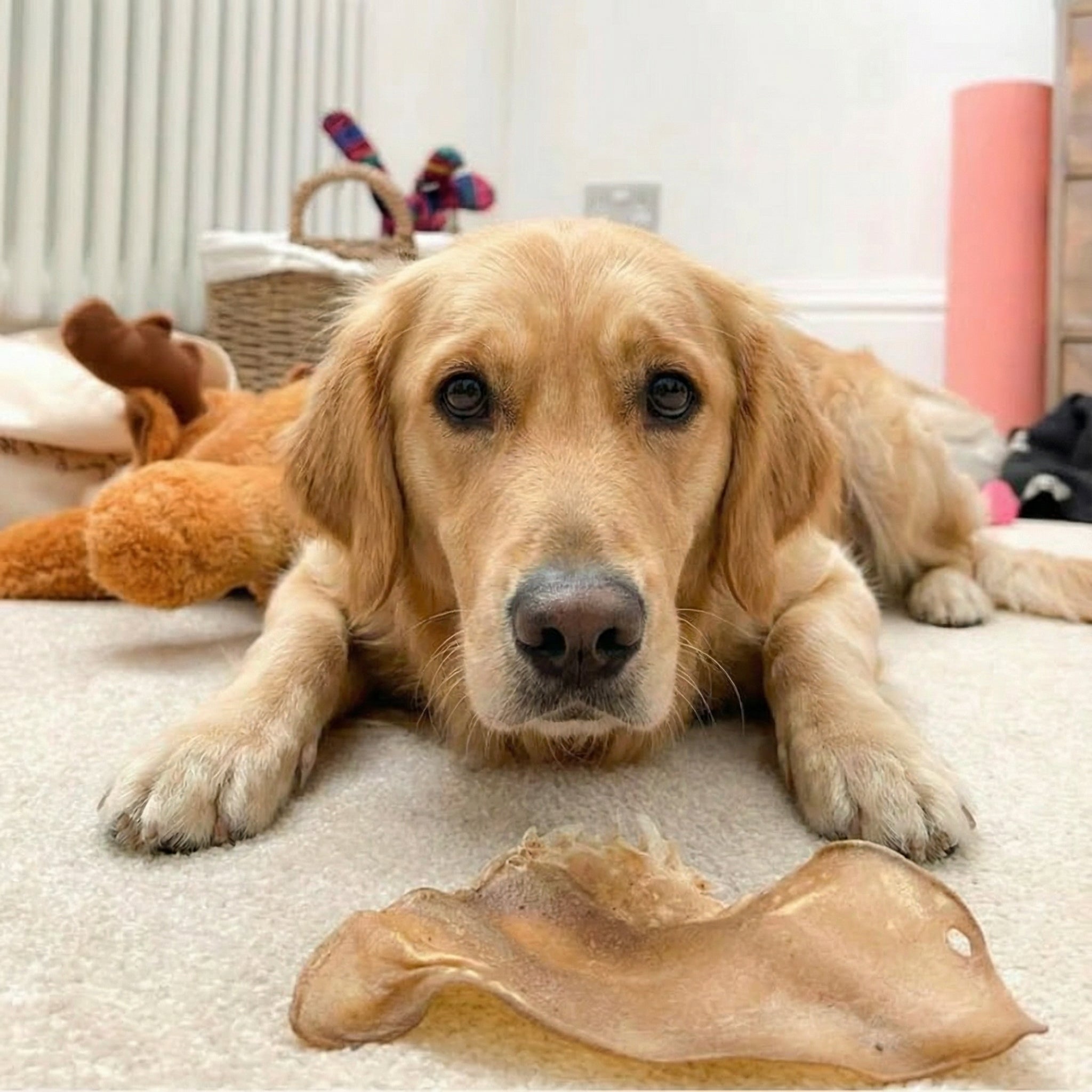 Buffalo Ears - Dog Treats - 50 Ears-3