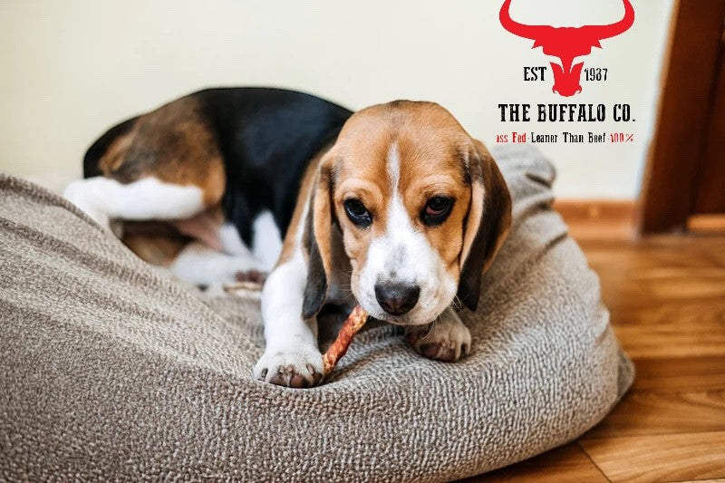 Buffalo Tail - Dog Treats-1