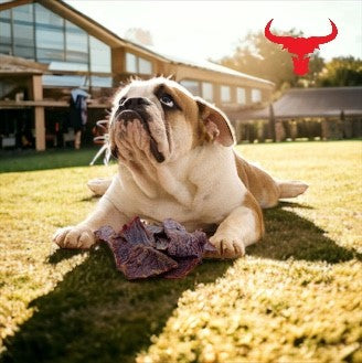 Buffalo Meat Jerky - Dog Treats-2